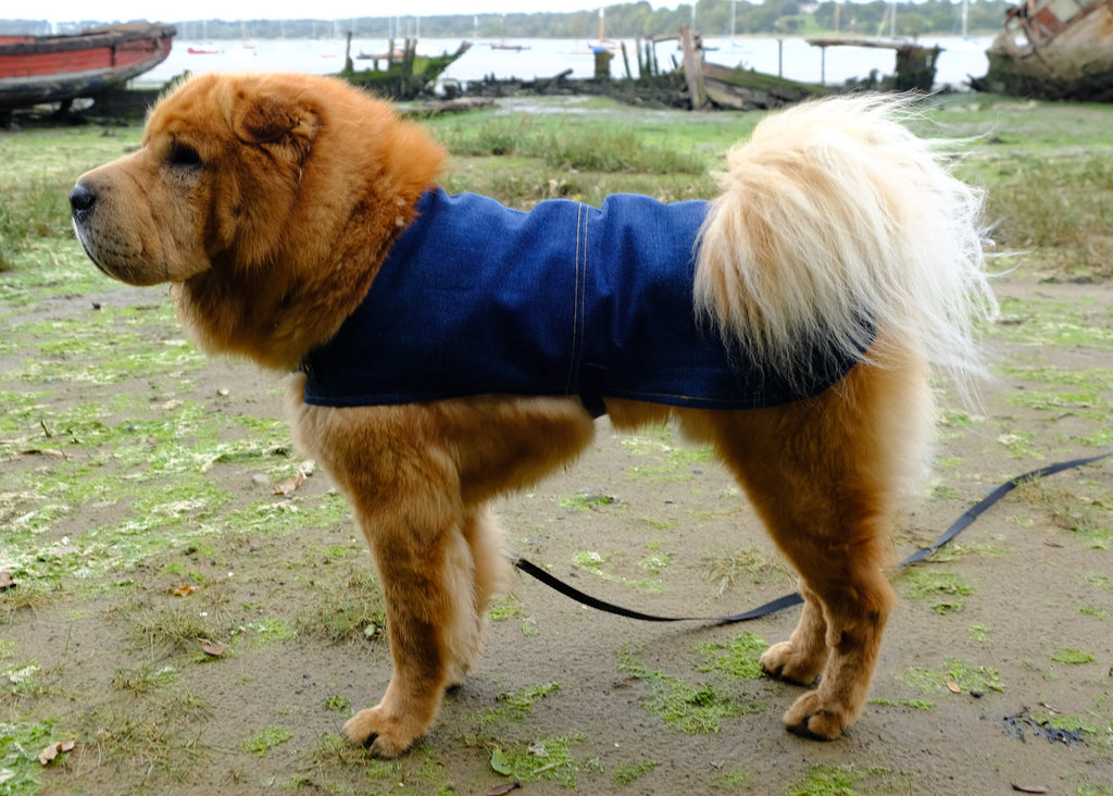 Dog wearing a blue denim jacket on a beach area